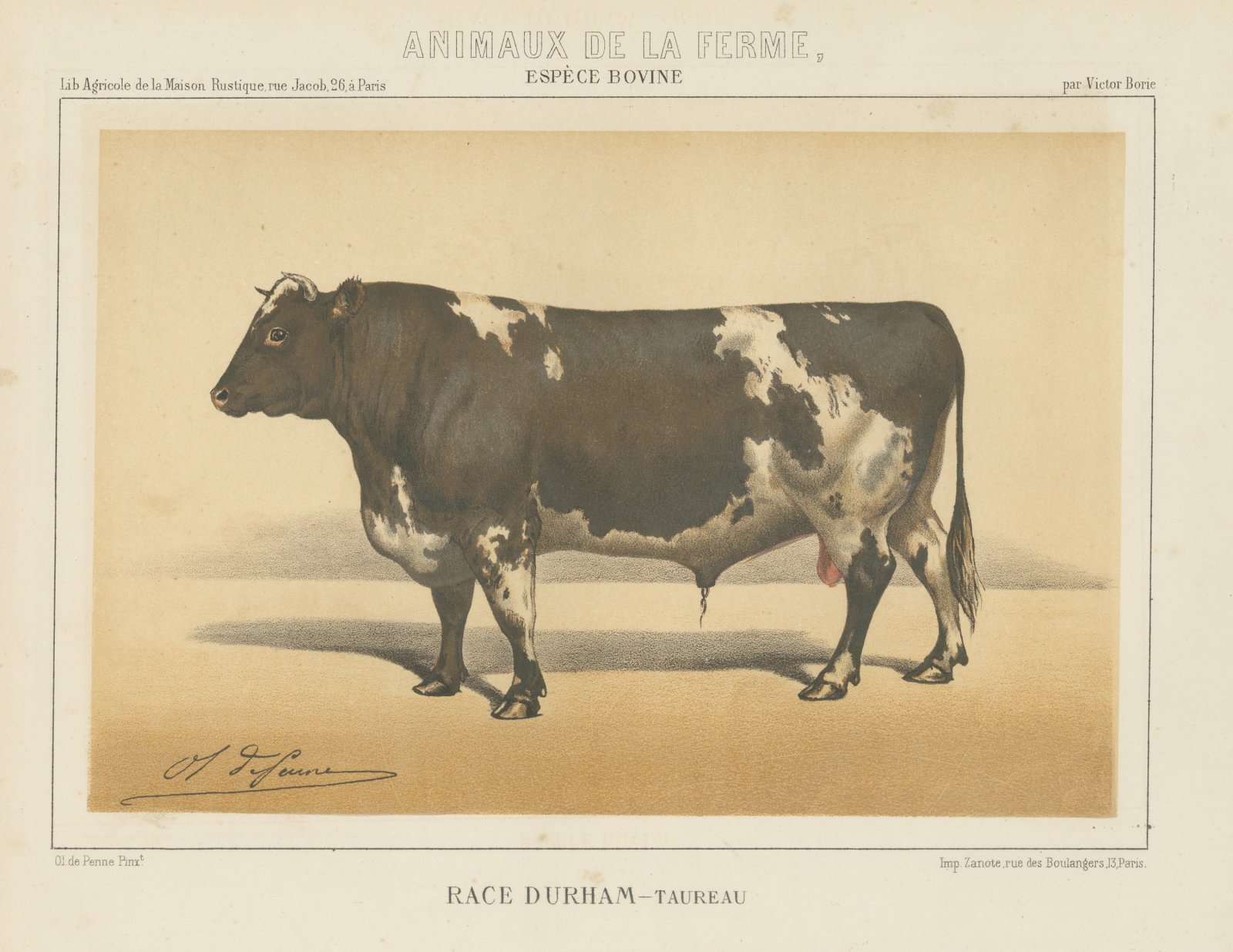 Durham Shorthorn Bull, British Cattle Chromolithograph by Olivier de Penne, 1863