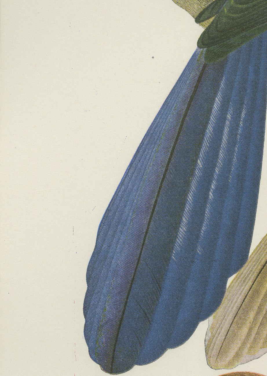 Long-Tailed Cuckoos, Brazilian Bird Print, Descourtilz, 1944, view 4