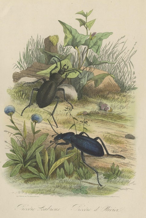Antique Print of Beetles, Published in 1854, close-up 1