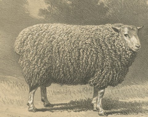 Dishley Ram and Ewe of Haut-Tingry, Antique French Sheep Print, 1873, view 3