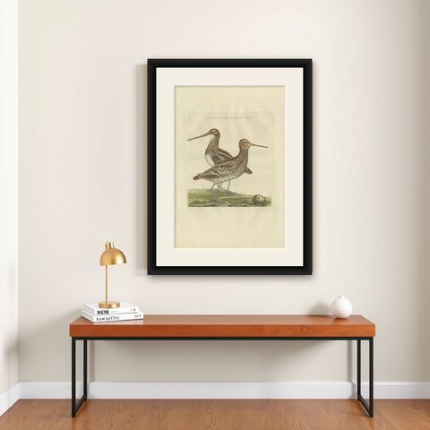 Antique Bird Print of the Great Snipe by Sepp & Nozeman, 1797, shown framed on a wall