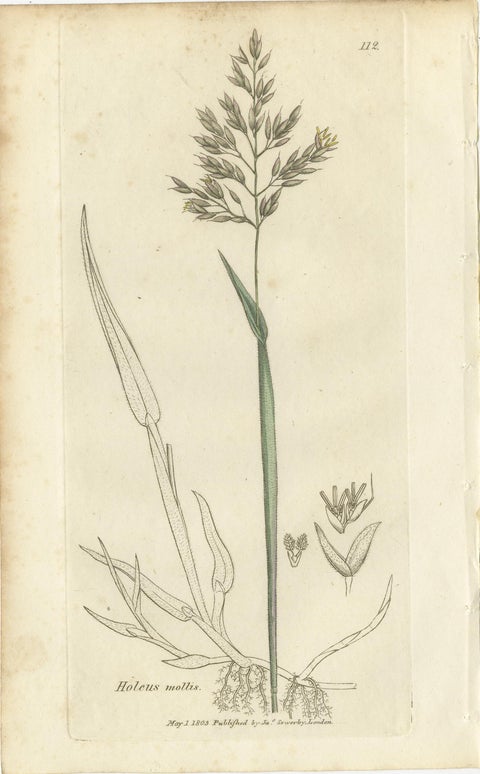 Eight Antique Botanical Engravings of Aira, Avena & Holcus Meadow Grasses, 1830, view 9