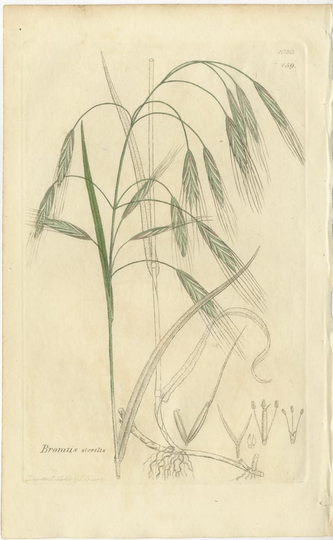 Set of 8 Antique Botanical Engravings of Bromus (Brome Grasses), c.1830, view 8