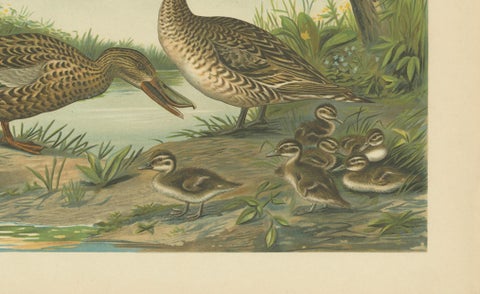 Mallard Duck Family, Antique Bird Chromolithograph with Ducklings c.1880, close-up 4