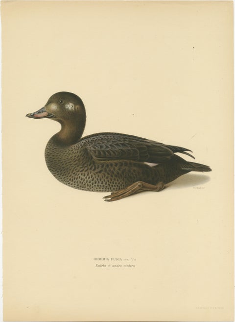 Tranquil Reflections: Bird Print of The Young Velvet Scoter by Magnus von Wright, view 2