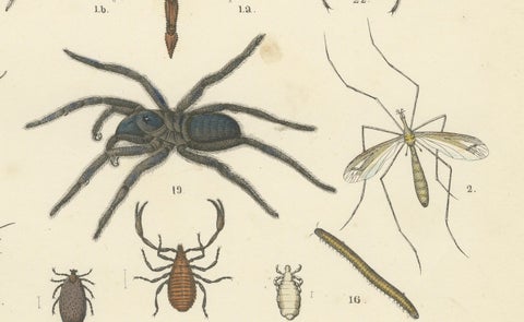 Arachnids & Insects Print: Spiders, Scorpion, Centipedes, Flies, Antique 1867, close-up 2