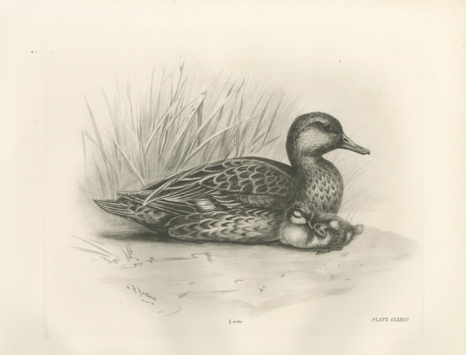 Female Teal with Two Downy Young, Plate CLXXVII after Lilian Medland, c. 1909