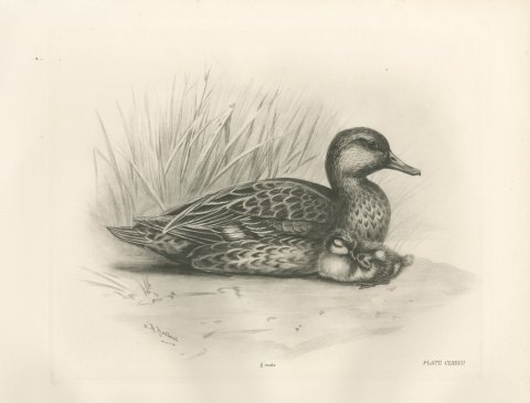 Female Teal with Two Downy Young, Plate CLXXVII after Lilian Medland, c. 1909