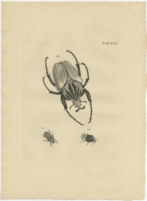 Set of 5 Antique Prints of various Beetles, view 3