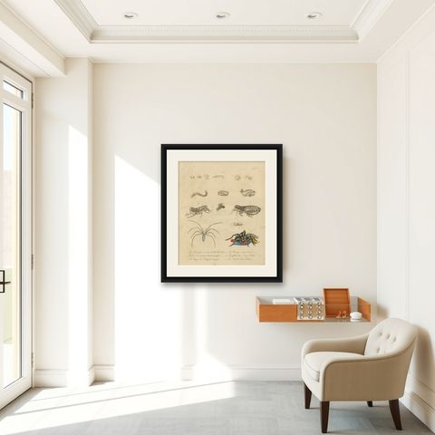 Fleas, Tarantula & Spiders, Brodtmann Hand-Colored Natural History Plate, 1816, shown framed in a room
