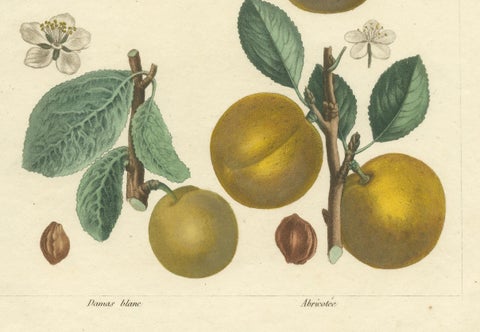 Botanical Print: Mirabelle, St. Catherine, White Plum & Apricot, 1821, close-up 1