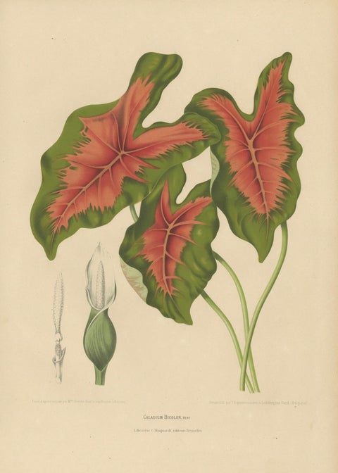 Heart of Jesus Caladium, Original Antique Botanical Print by van Nooten, c.1880, close-up 1
