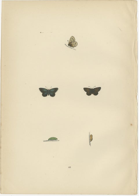 Winged Jewels of the Victorian Era: Hand-Colored Butterfly Masterpieces, 1890, view 4
