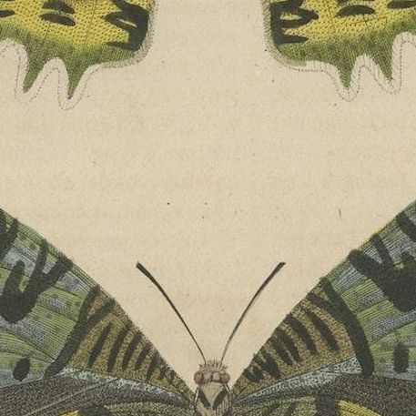 Transcending Time: Urania Prometheus, A Lepidopteral Legacy - Circa 1845, close-up 4