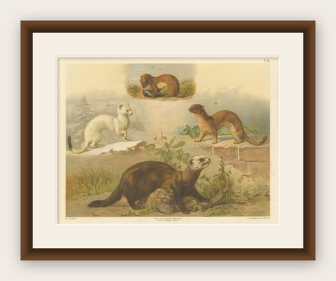 Large Antique Zoology Poster, Stoat, Weasel, Polecat c.1880, shown framed