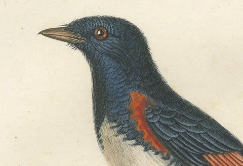 1807 American Redstart Illustration - 'Le Moucherolle doré mâle' Old Bird Print, close-up 1