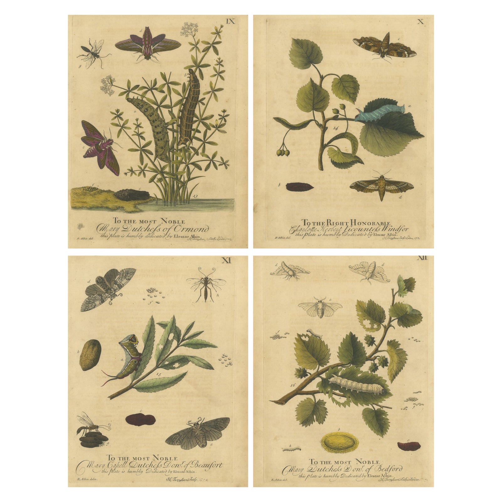 English Hawk & Tiger Moths, Hummingbird Hawk, Garden Tiger, Albin 1720