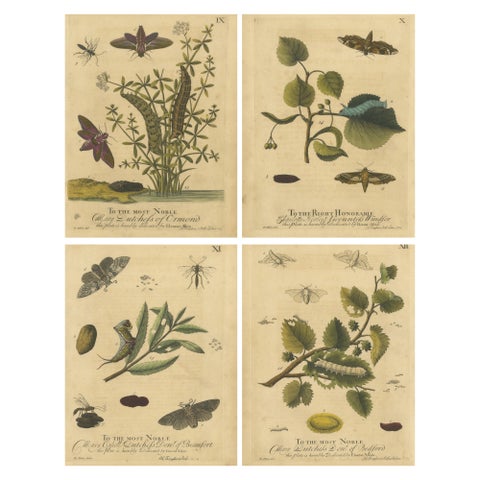 English Hawk & Tiger Moths, Hummingbird Hawk, Garden Tiger, Albin 1720