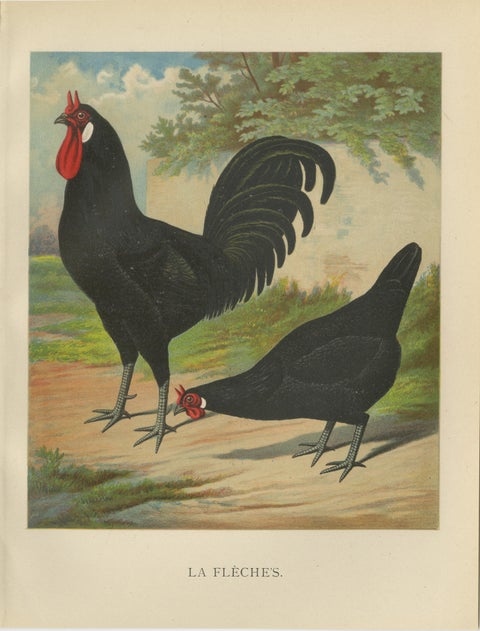 The Distinctive La Flèche Chicken - A Rare 19th Century Poultry Lithograph, view 2