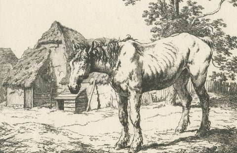Rustic Farm Horse Study, English Animal Etching by Robert Hills, 1801, close-up 2