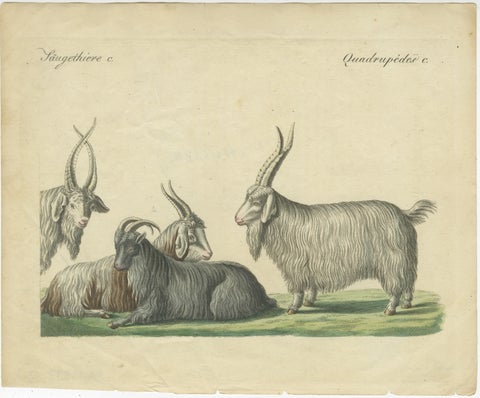 Handcolored Copperplate Engraving of Cashmere Goats and Sheep, Bertuch 1823, view 2