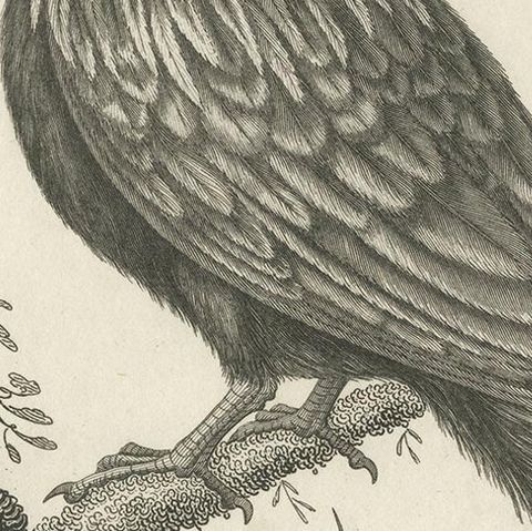Antique Bird Print of the Nicobar Pigeon by Wilkes, 1801, close-up 2