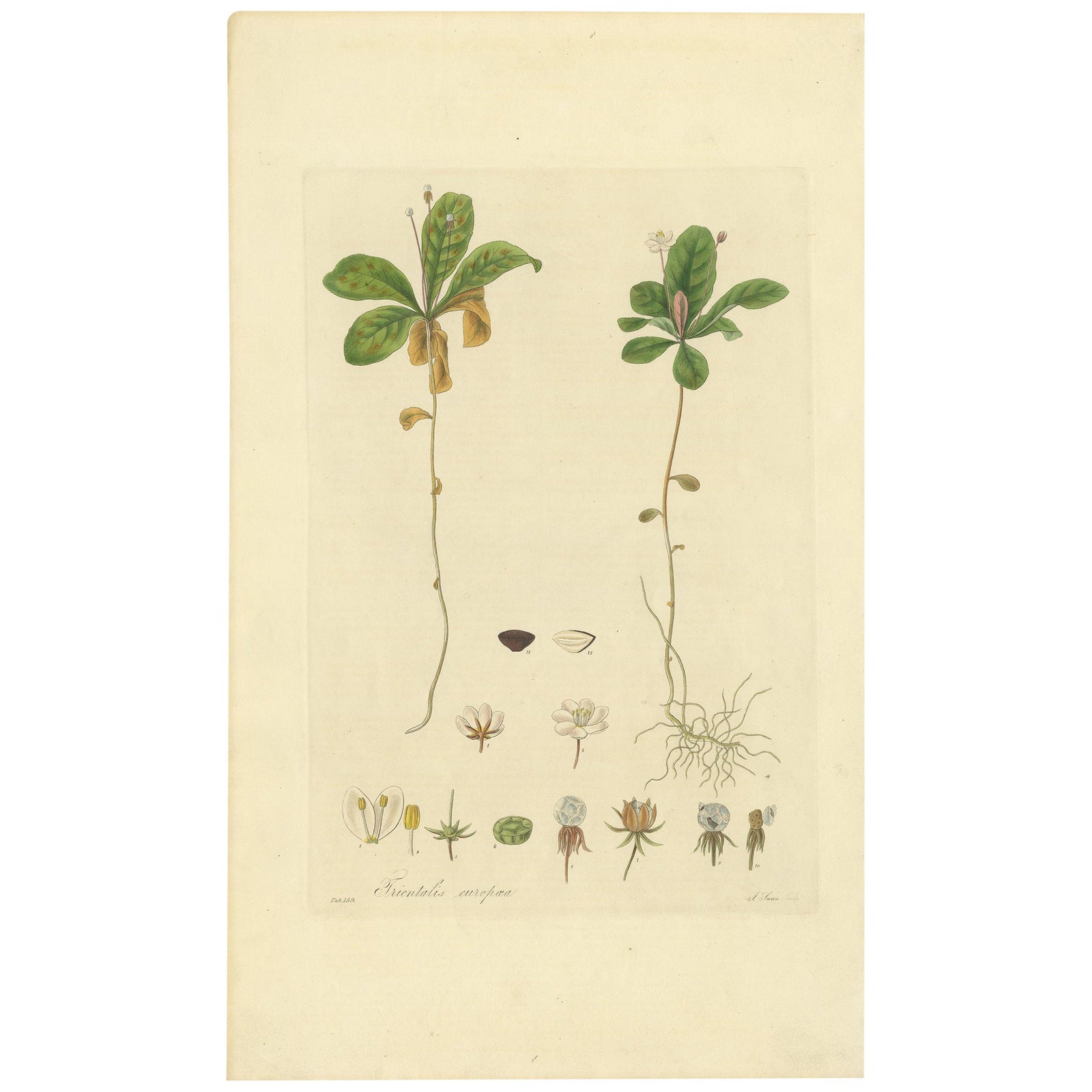 Antique Botany Print of Trientalis Europea by Curtis, 'circa 1817'