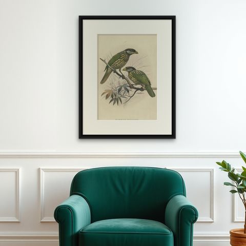 Original Antique Bird Print of The White-Eared Cat Bird, 1869, shown framed on a wall