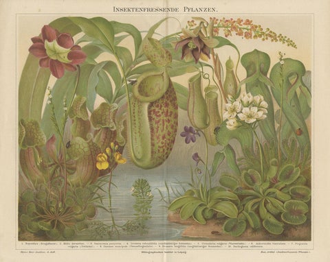 Original Antique Lithograph of Various Carnivorous Plants, circa 1890, view 3