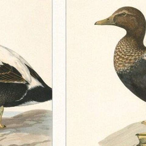 Antique Eider Duck Lithographs Set of 4, Somateria mollissima, Sweden 1929, close-up 1