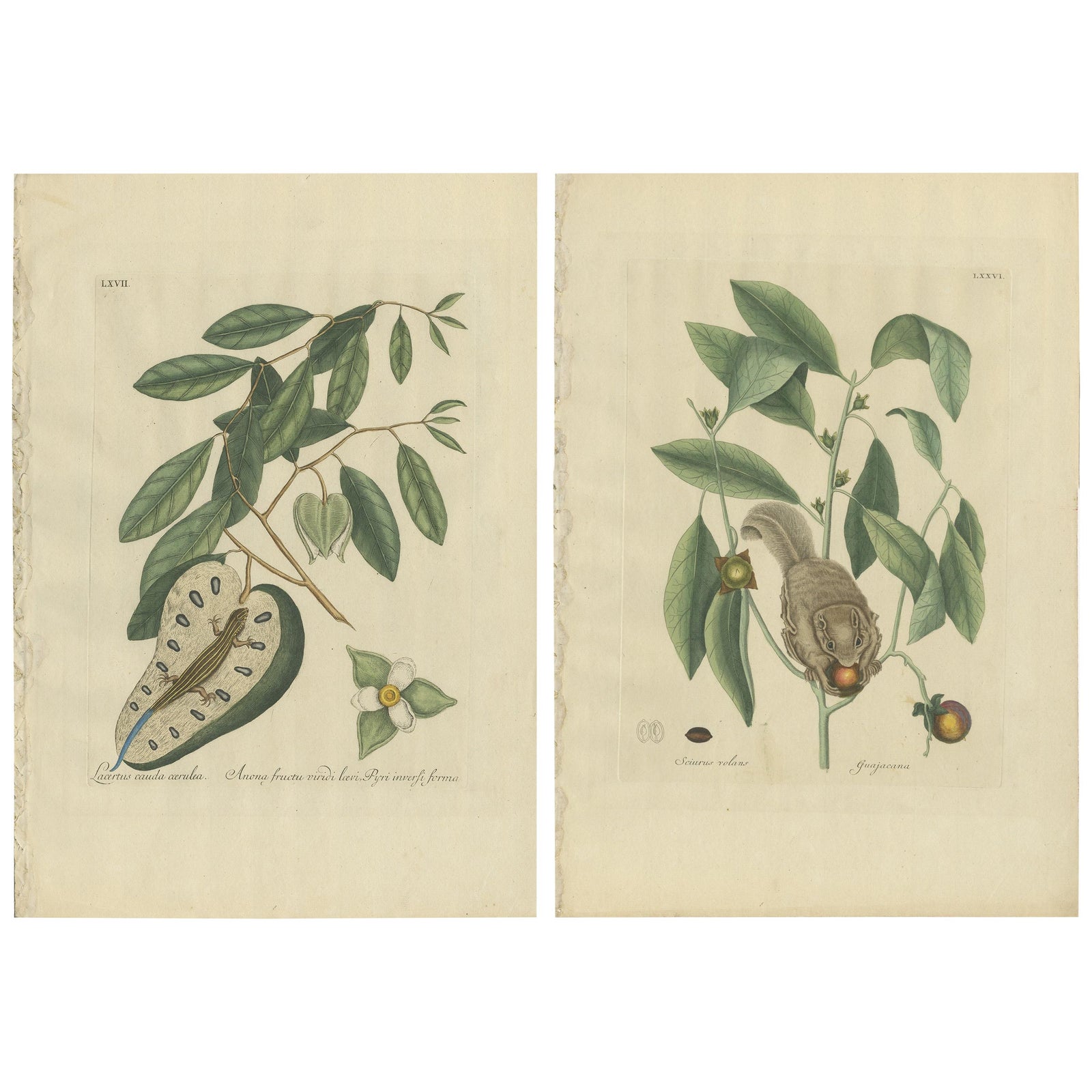 Flying Squirrel & Blue-Tail Lizard, Catesby Natural History c.1771