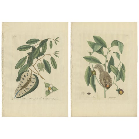 Flying Squirrel & Blue-Tail Lizard, Catesby Natural History c.1771