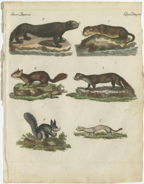 Antique Print of Otters, Martens, Ermine, a Squirrel and a Beaver, circa 1820, view 2