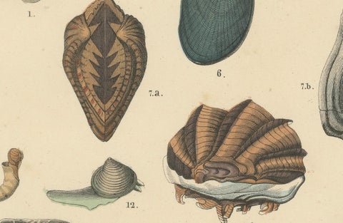 Shells & Bivalves Print: Mussels, Oysters, Scallops, Clams, Antique 1867, close-up 6