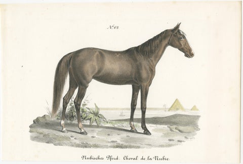 Antique Horse Print of a Nubian Horse, view 2