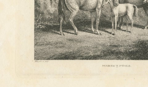 Mares & Foals Engraving, Original Georgian English Equestrian Print, 1799, close-up 4