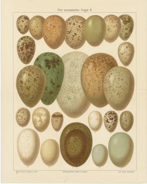 European Bird Eggs Lithographs, Set of Two, Meyers Konversations-Lexikon, 1890s, view 2