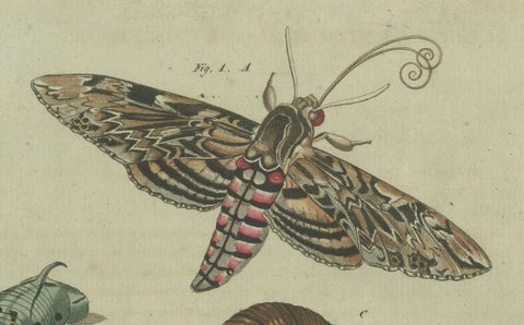 Moth Life Cycle: Handcolored Engraving from Bertuch's Encyclopedia, 1805, close-up 3