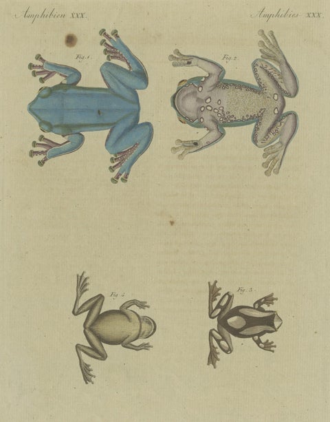 Antique Print of the European Tree Frog 'Hyla Arborea', close-up 3