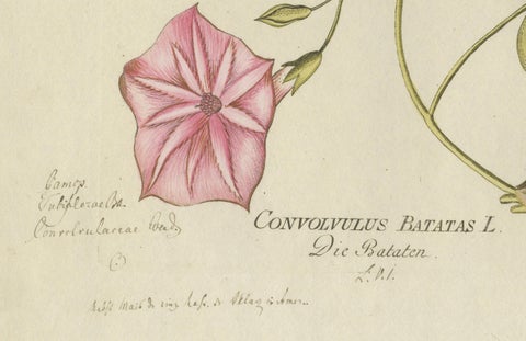 Convolvulus Batatas Botanical Engraving - Icones Plantarum Medicinalium, 1788, close-up 2