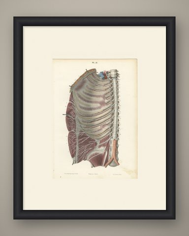 The Intercostal Nerves and Spinal Ganglia, Hirschfeld Anatomy Print, 1866, shown framed