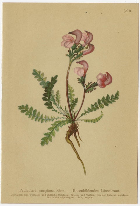 Eight Small Original Antique Pedicularis Wildflower Prints from the Alps, 1897, view 6