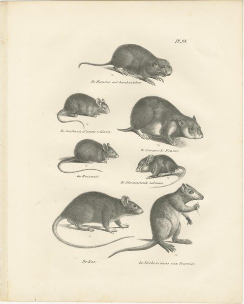 19th-Century Engravings of Rodents and Small Mammals by Dutch Naturalists, view 3