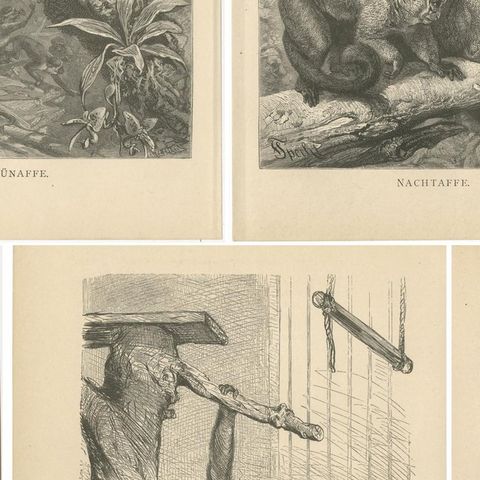 Set of 5 Antique Monkey Prints, Gorilla, Chimpanzee, by Brehm 'c.1890', close-up 2