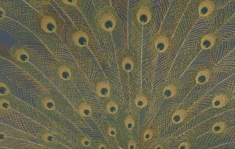 Japanese Peacocks in Full Plumage: Antique Lithograph, 1880s, close-up 2