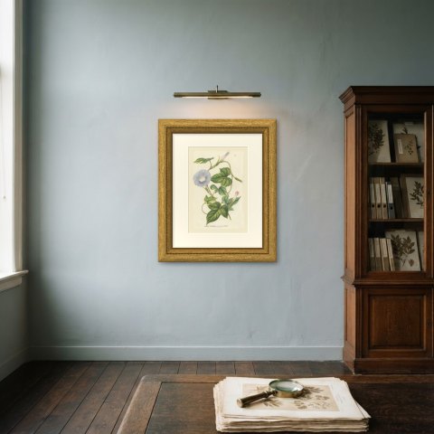 Japanese Morning Glory Azurea, Pharbitis Polymorpha Plate IV, 1858, shown framed on a wall