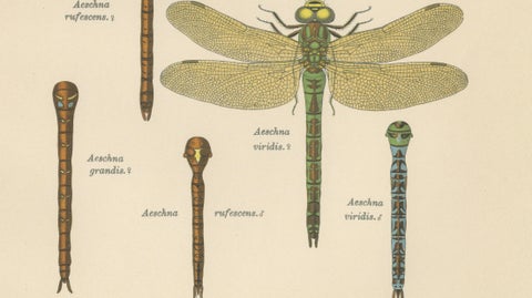 Dragonflies of Central Europe, Set of Three Color Lithographs, 1908, close-up 4