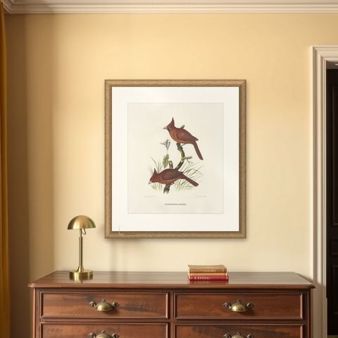 Large Old Hand-Colored Print of Northern Cardinals from Northern America, 1869, shown framed on a wall
