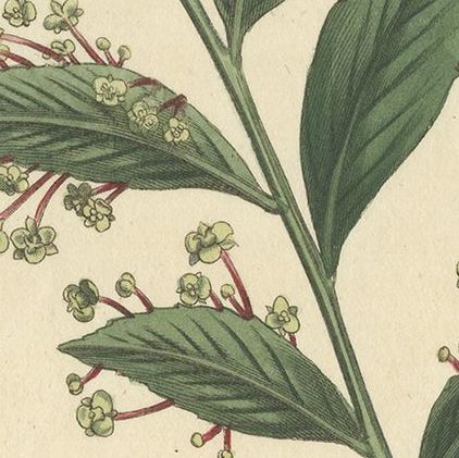 Antique Botany Print of Xylophylla Latifolia by Curtis, 1807, close-up 2