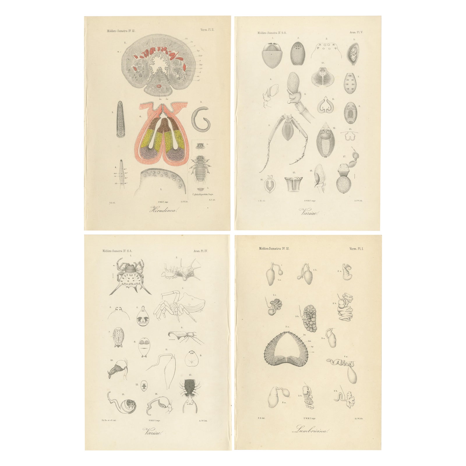 Antique Scientific Plates of Leeches, Worms, Spiders & Microscopic Anatomy, 1887